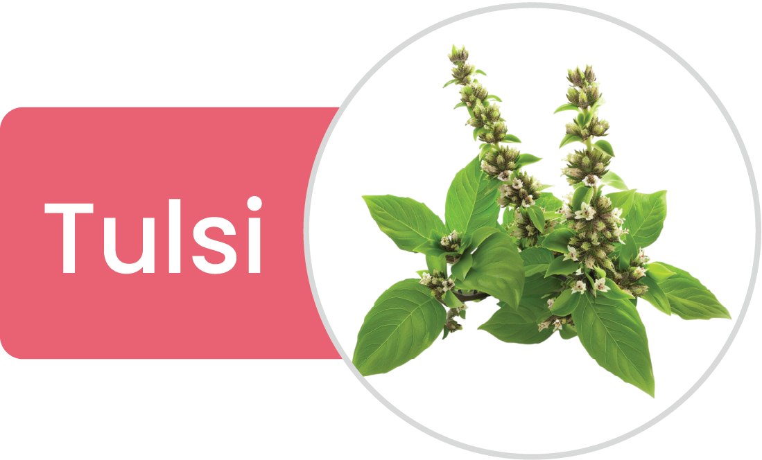 Tulsi